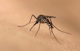 почему комары пьют кровь